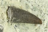 Fossil Crocodyliform (Goniopholidid) Tooth - Colorado #296686-1